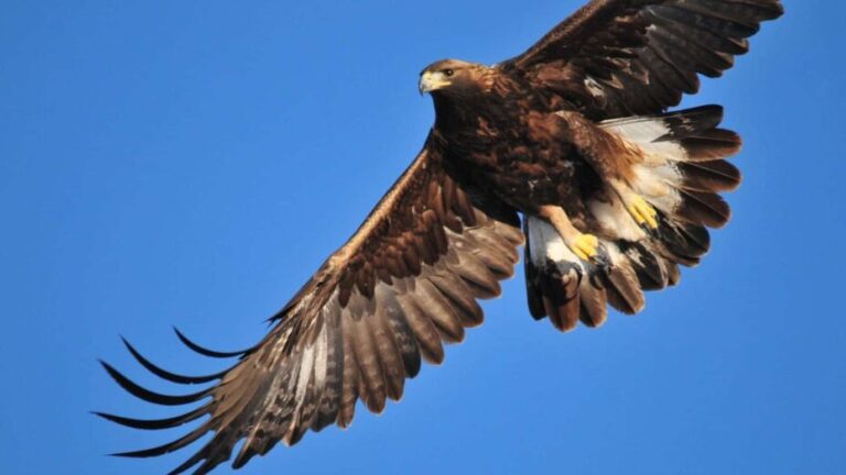 Golden Eagle flying